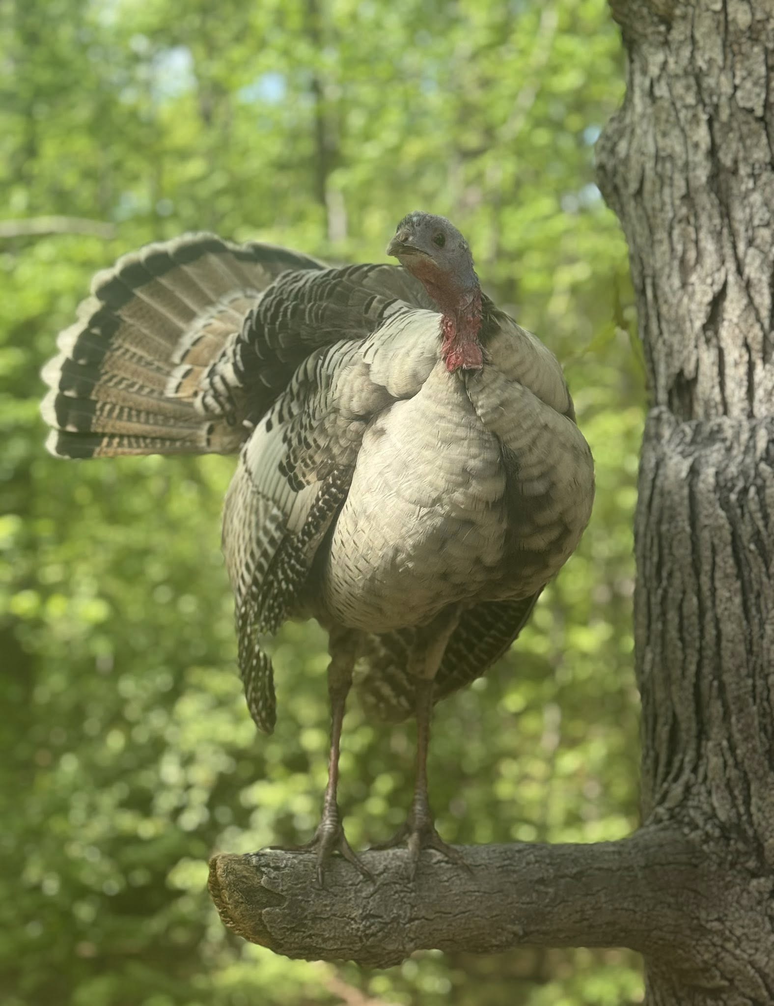 Deer shoulder mount by Non-Typical Taxidermy