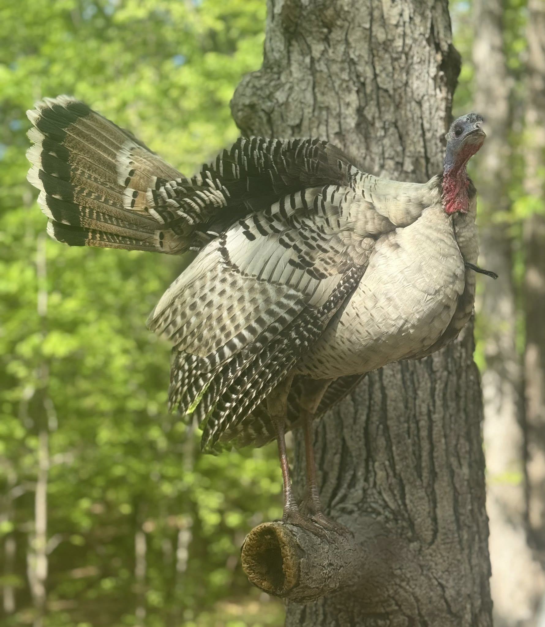 Whitetail deer mount