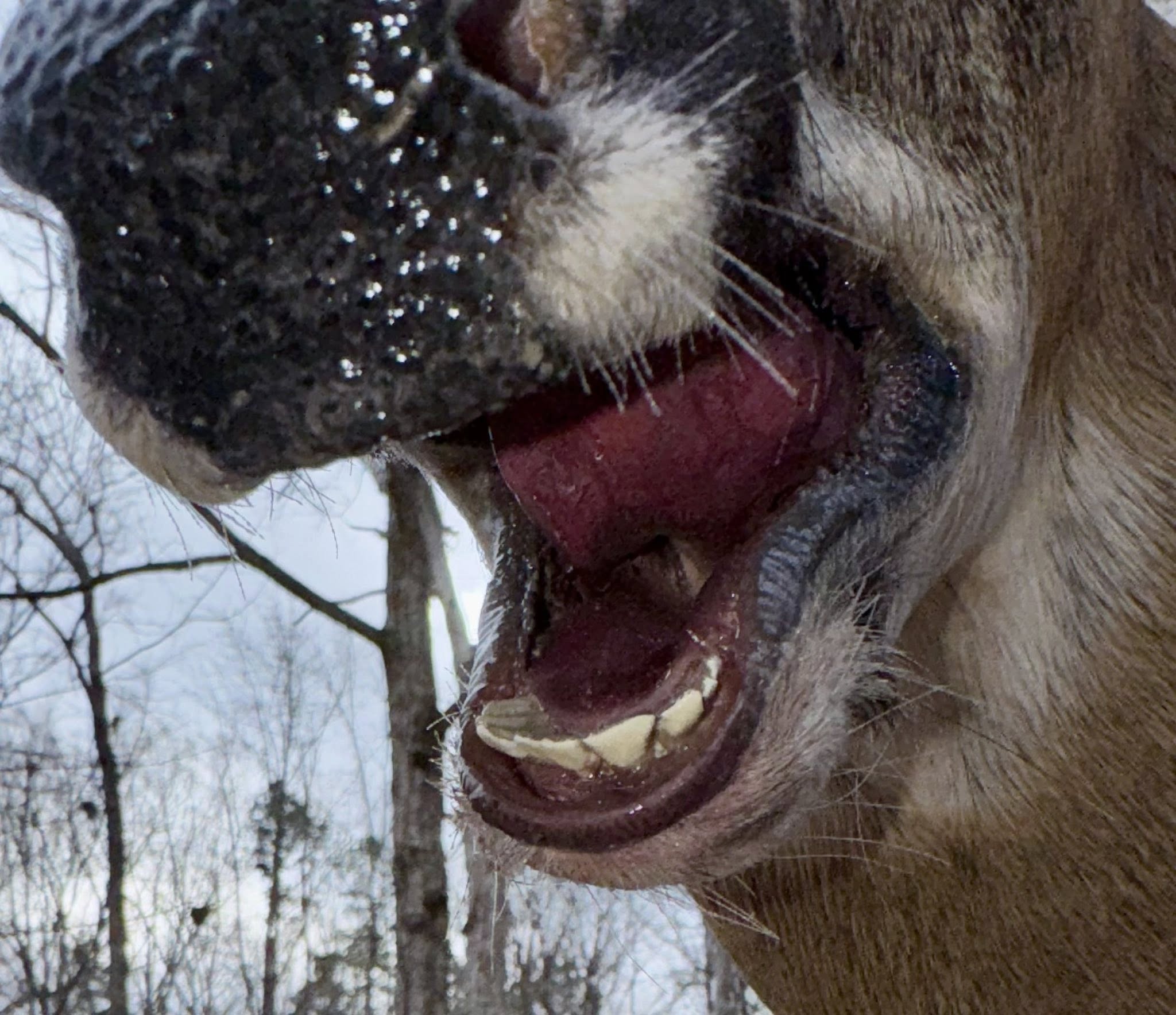 Custom deer taxidermy mount