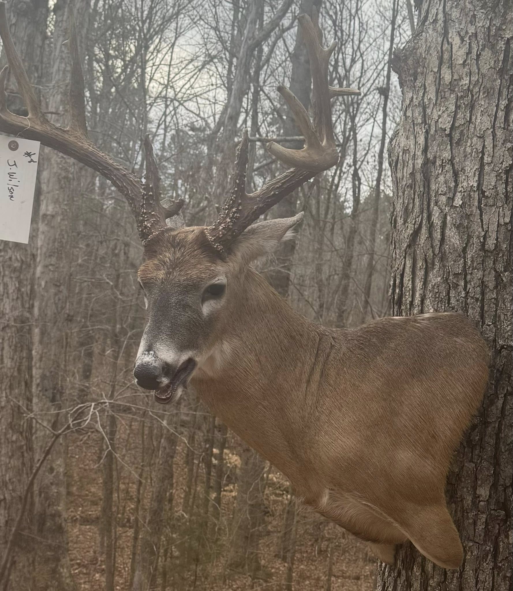 Mounted buck display