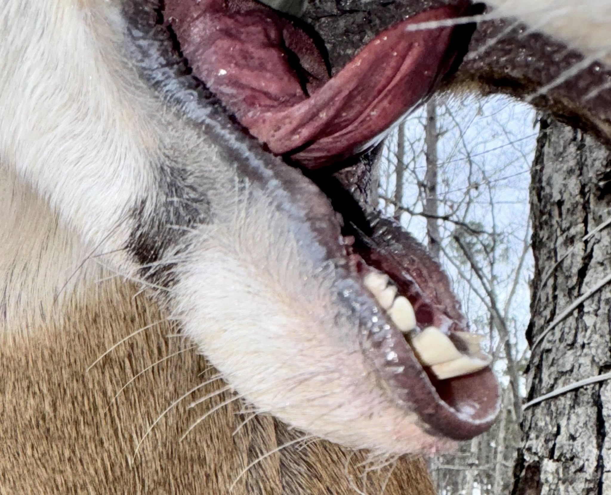 Deer shoulder mount in workshop