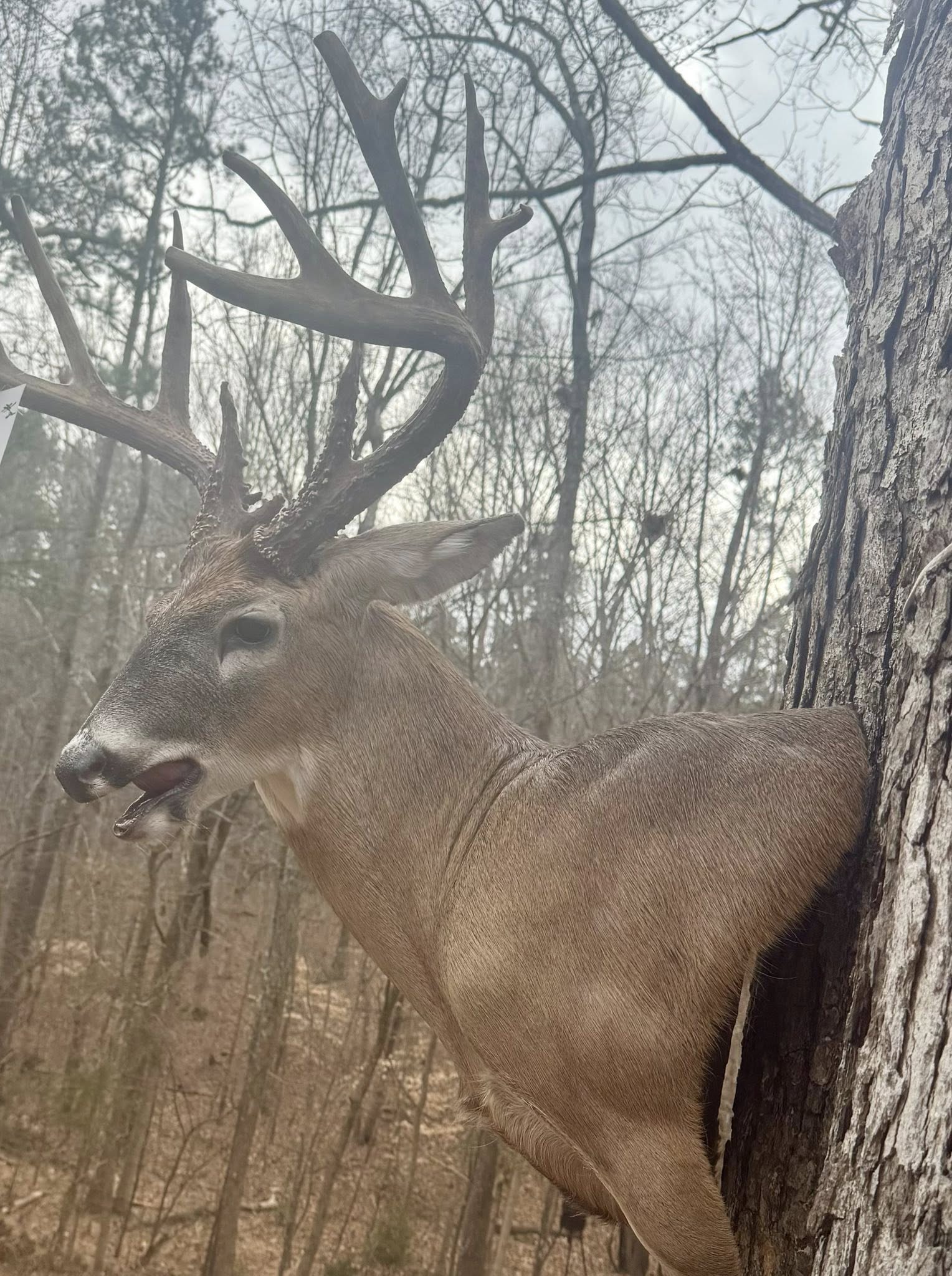 Bird taxidermy mount