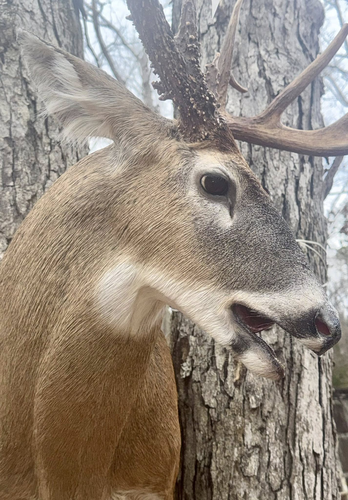 Waterfowl pair mount