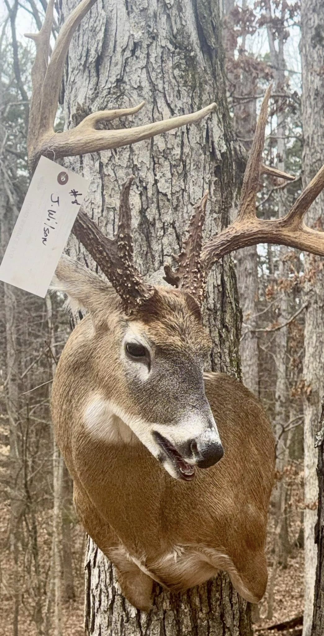 Custom taxidermy mount