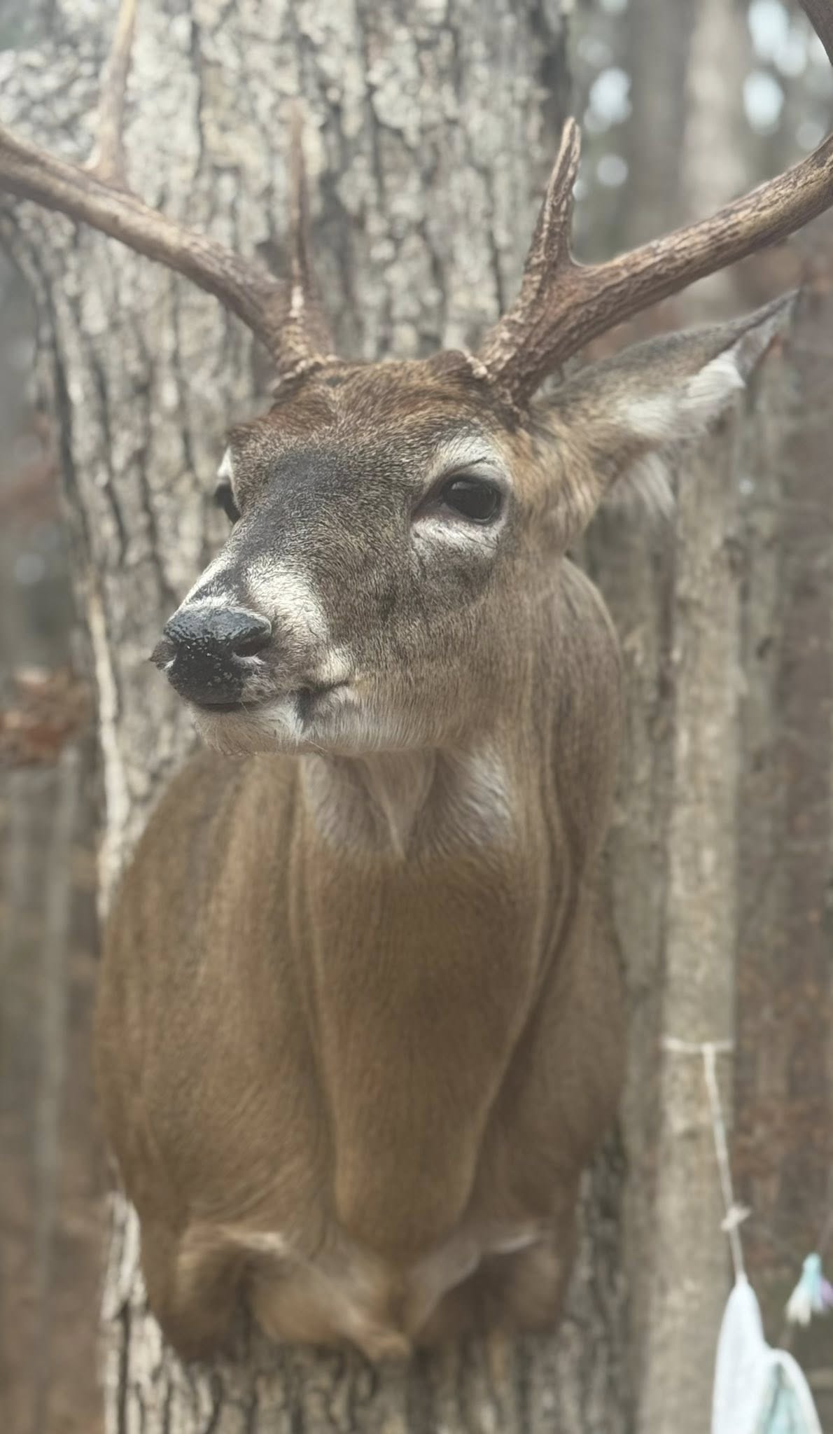 Bird mount on driftwood