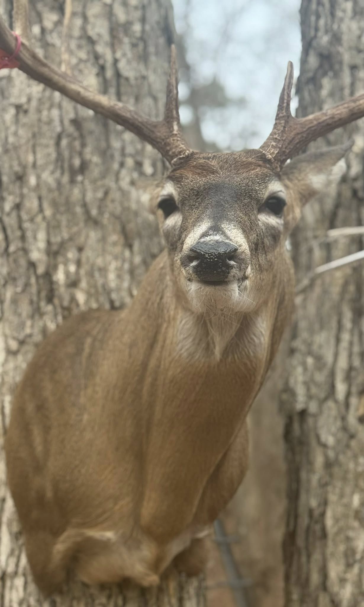 Finished mount display